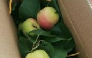 <strong>集團(tuán)發(fā)放無公害水果慰問全體員工</strong>